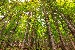 photography of green leaf trees during daytime